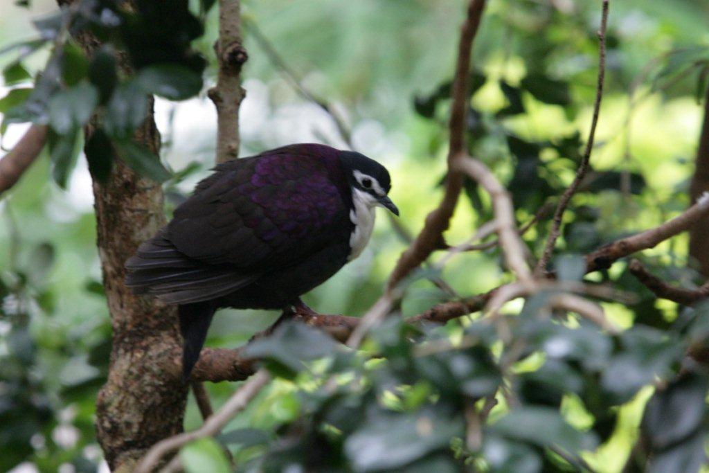 Flying High Bird Sanctuary