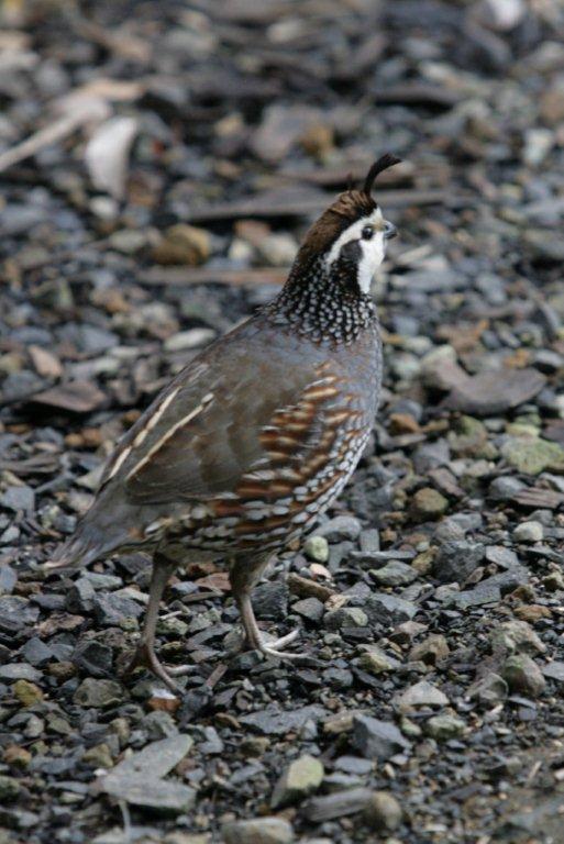 Flying High Bird Sanctuary