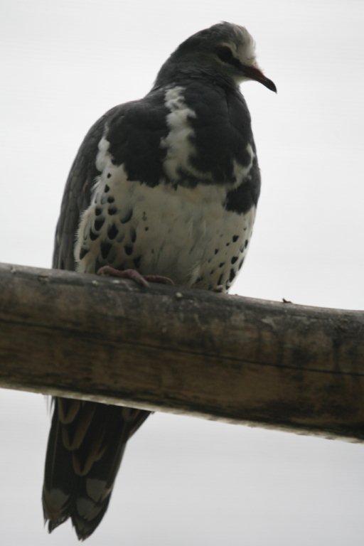 Flying High Bird Sanctuary