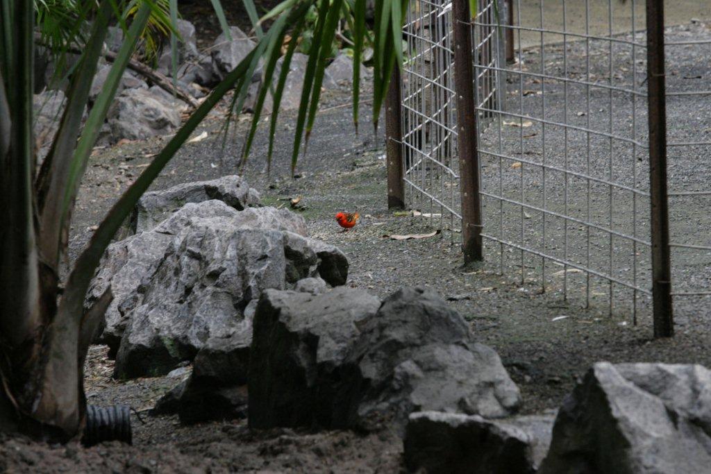 Flying High Bird Sanctuary