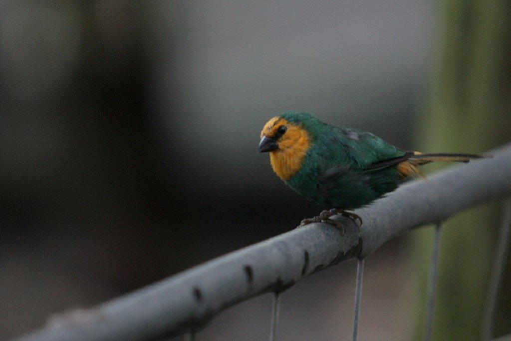 Flying High Bird Sanctuary
