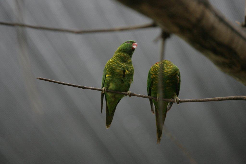 Flying High Bird Sanctuary