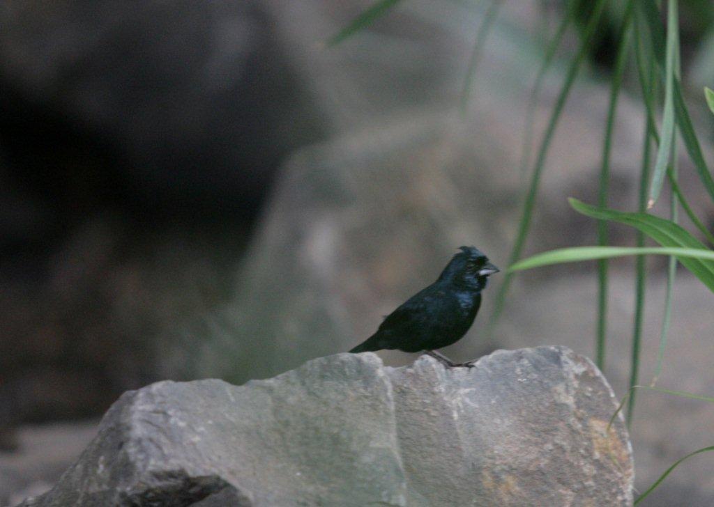 Flying High Bird Sanctuary