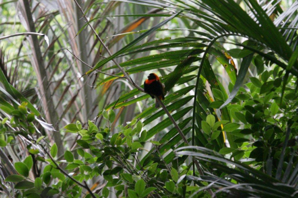 Flying High Bird Sanctuary