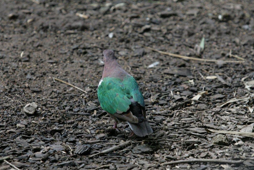 Flying High Bird Sanctuary