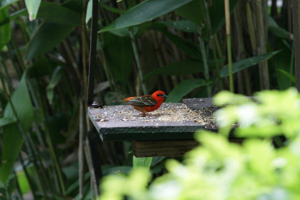 Flying High Bird Sanctuary