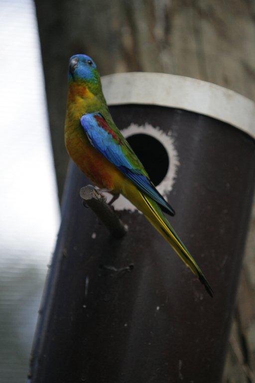 Flying High Bird Sanctuary