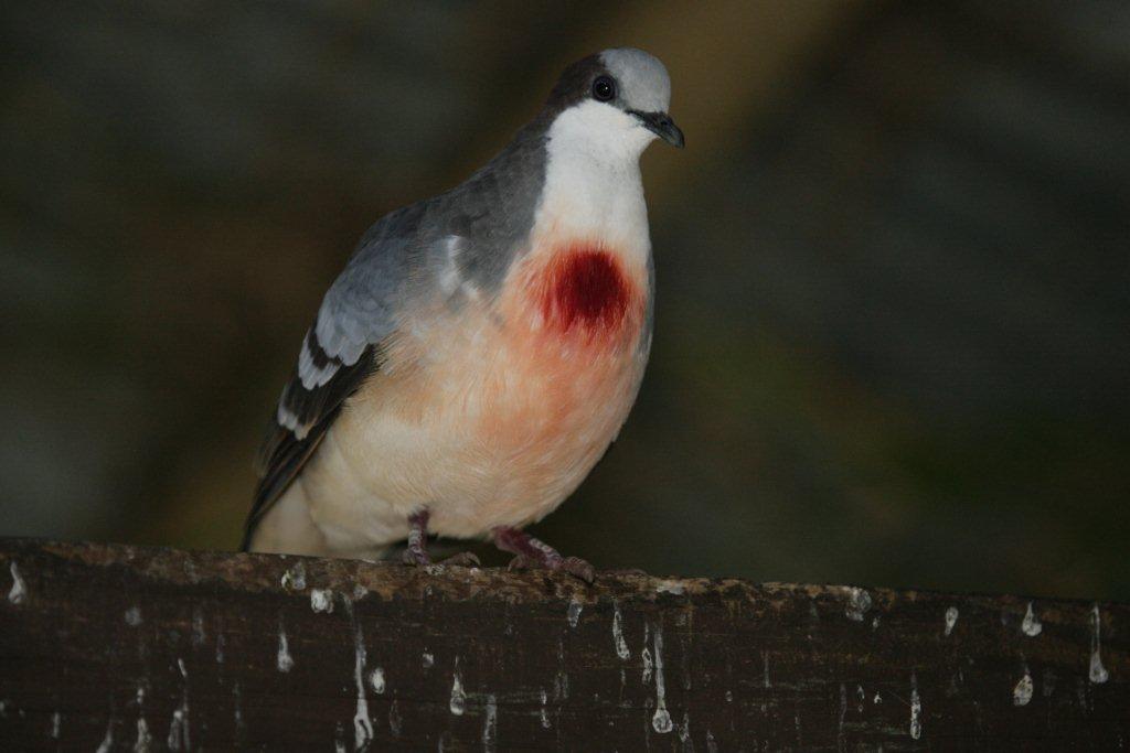 Flying High Bird Sanctuary