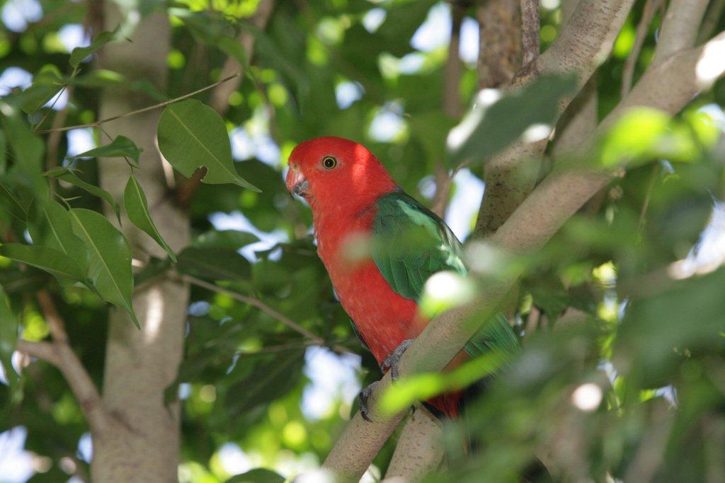Flying High Bird Sanctuary