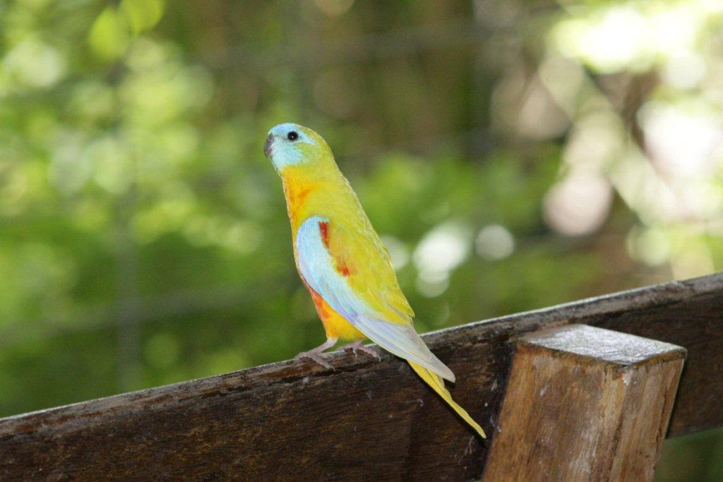 Flying High Bird Sanctuary