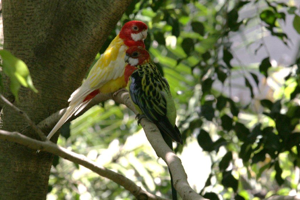 Flying High Bird Sanctuary