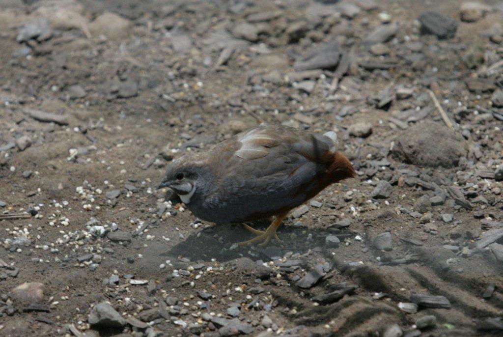 Flying High Bird Sanctuary