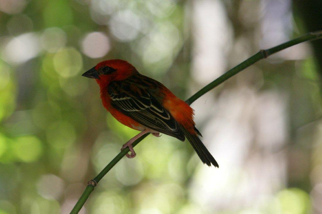 Flying High Bird Sanctuary