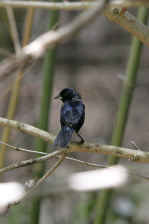 Flying High Bird Sanctuary
