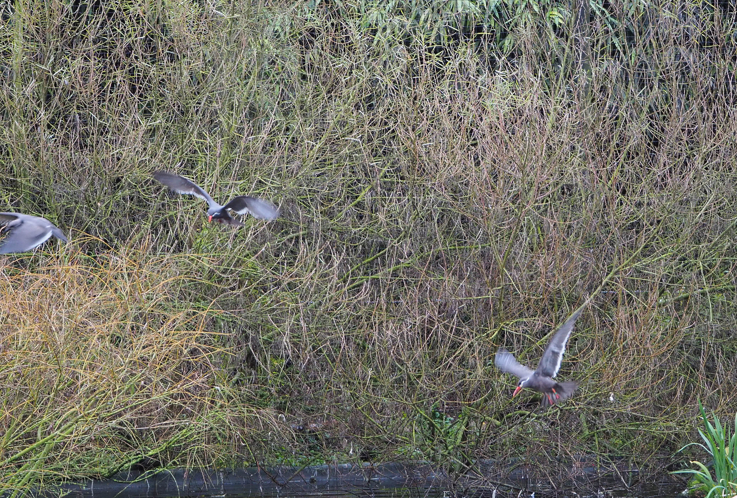 Flying Inca terns (Larosterna inca), 2021-12-07
