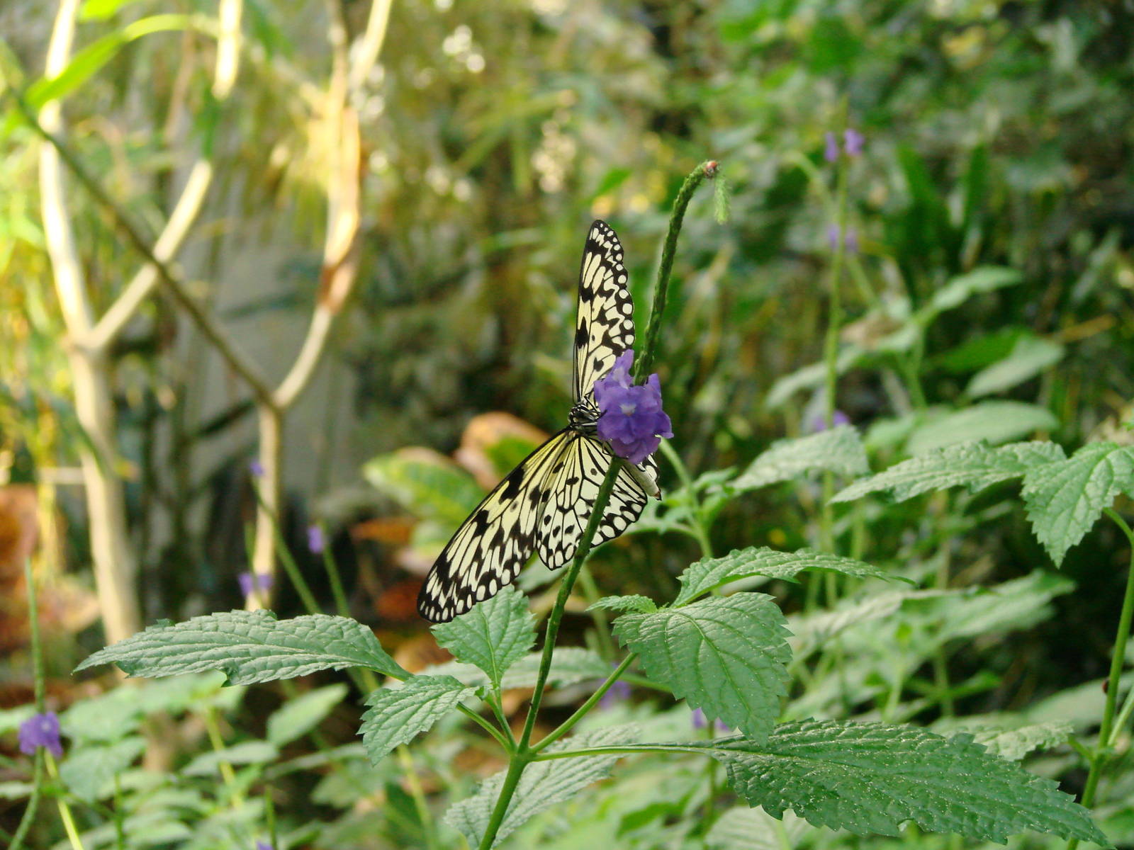 Flying Paper - Wings of Paradise