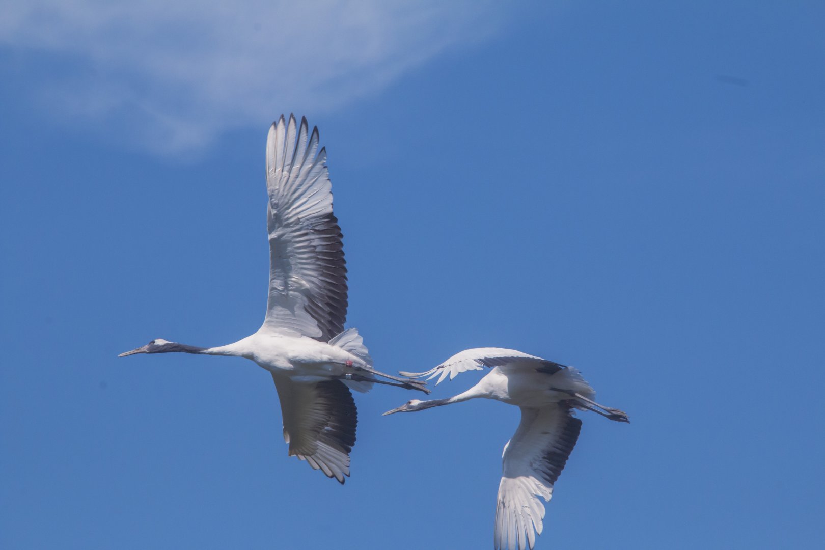 Flying red-crowned cranes