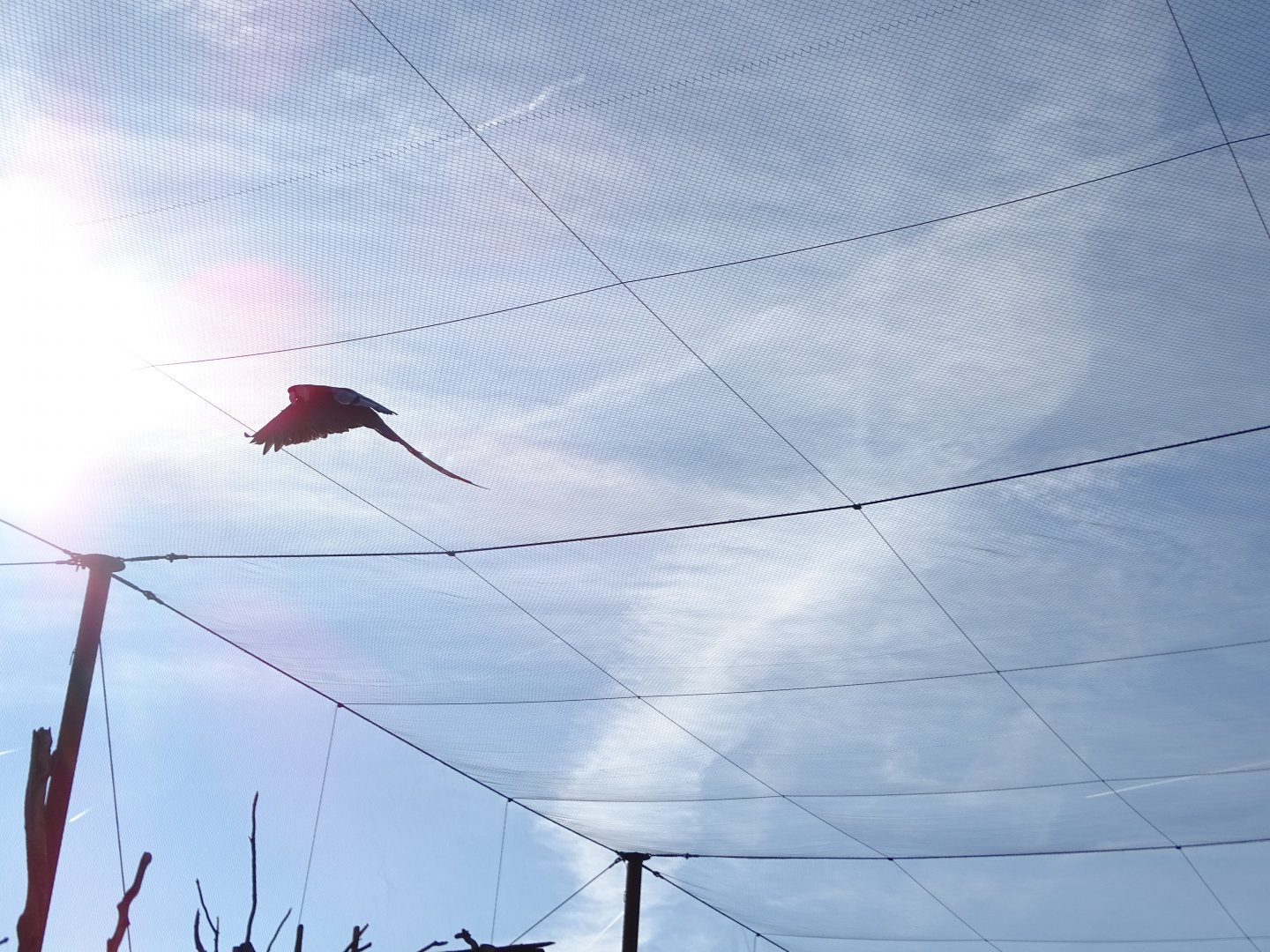 Flying scarlet macaw (Ara macao)