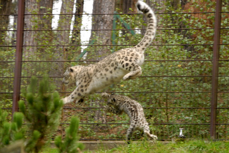 Flying Snowleopards