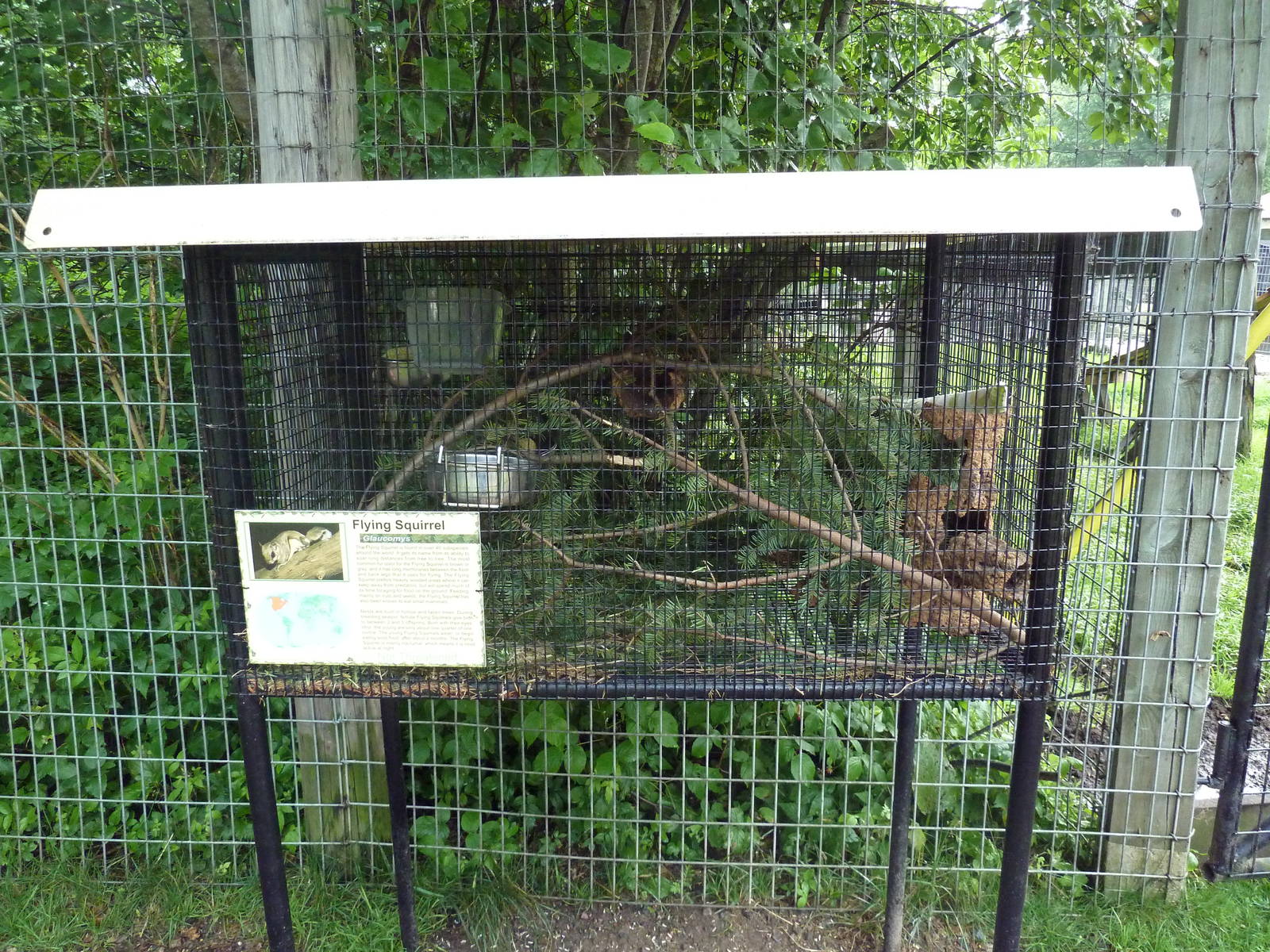 Flying Squirrel Exhibit (A 4-Foot Paradise!)