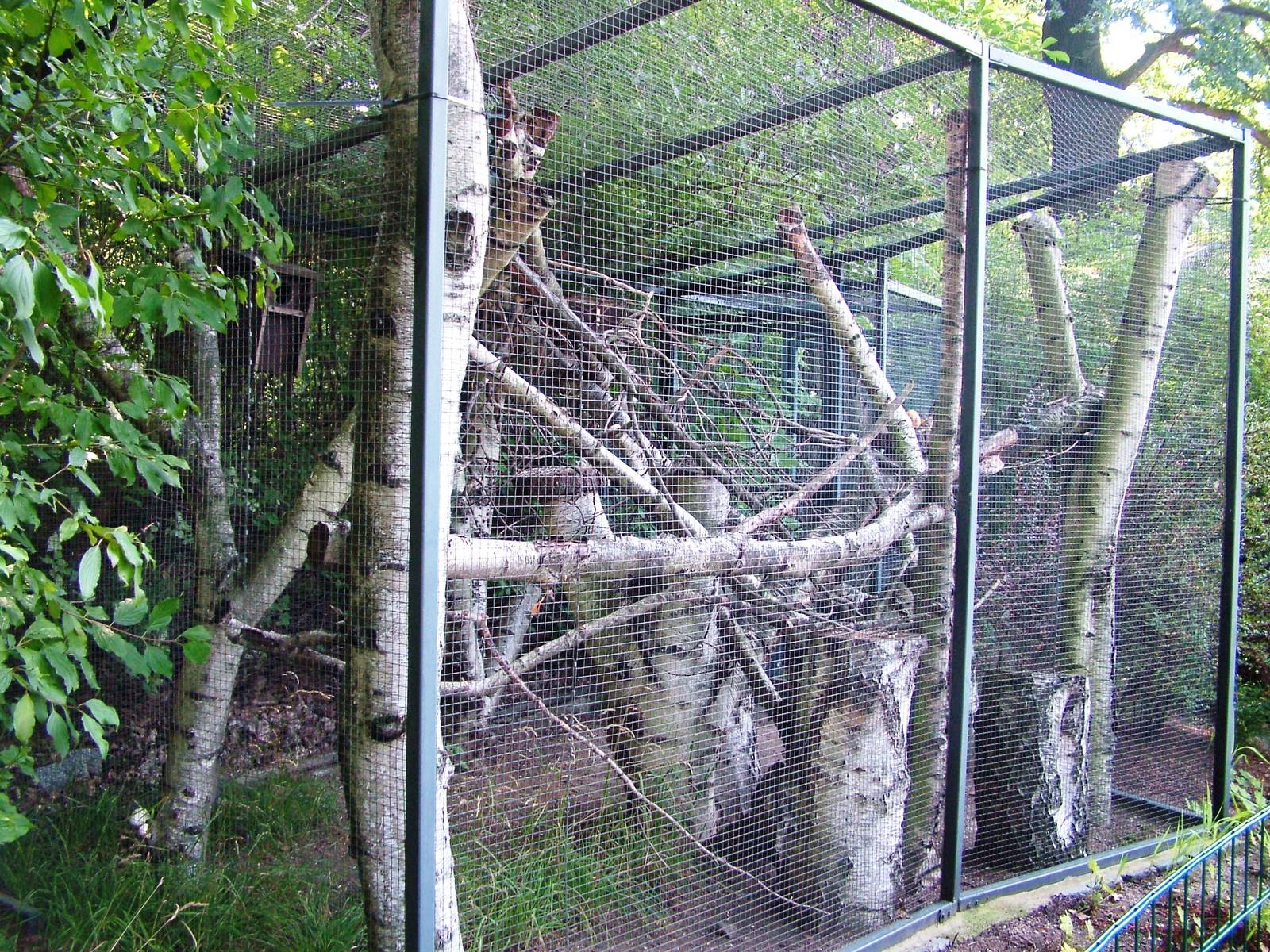 Flying Squirrel Exhibit at Dresden, 29/08/12