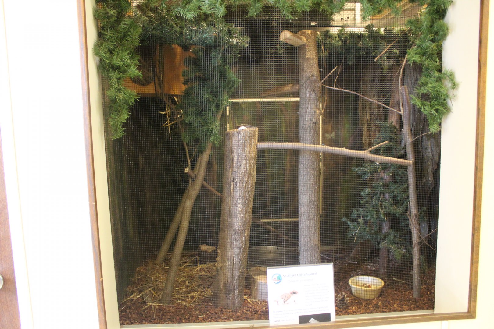 Flying Squirrel Exhibit
