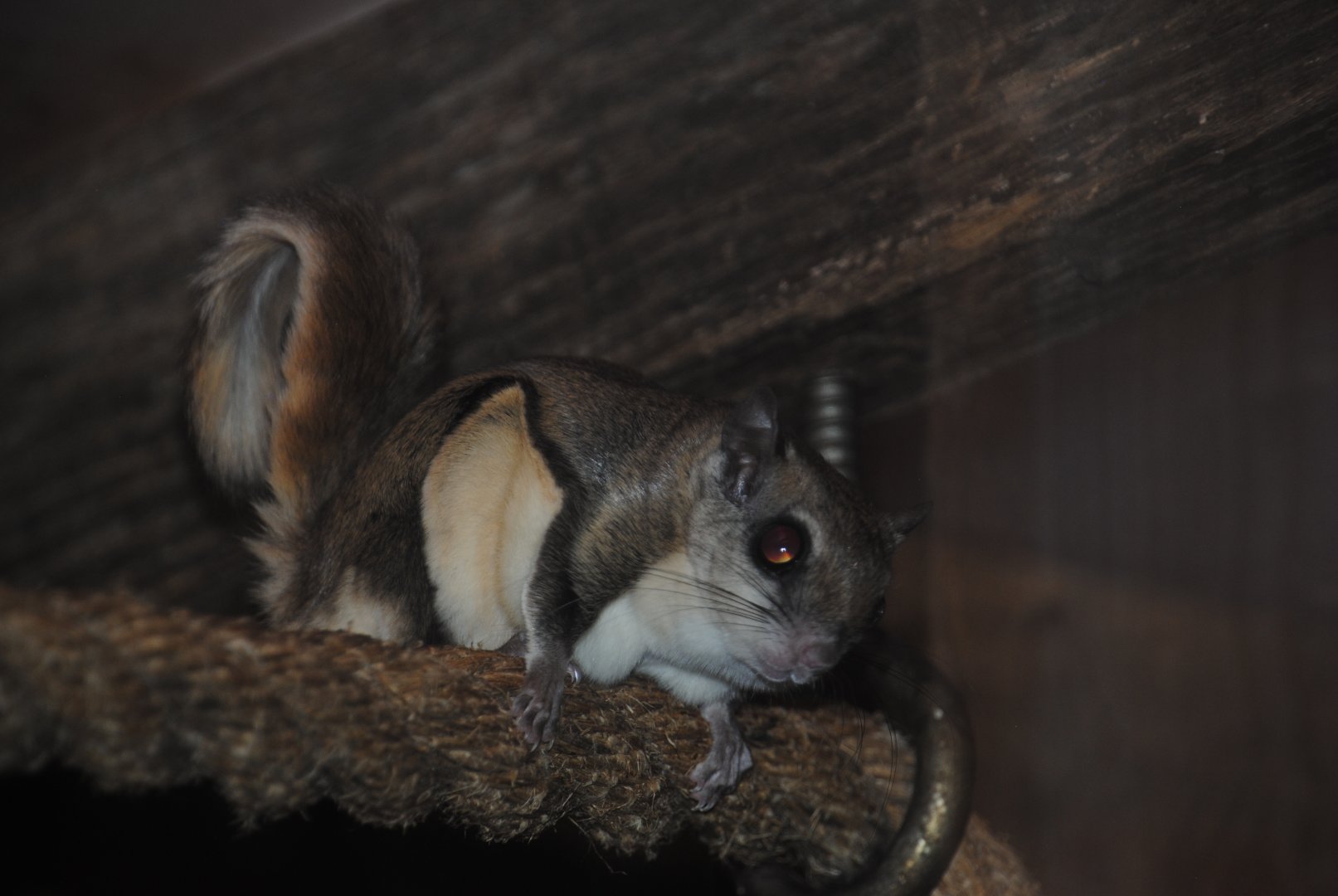 Flying Squirrel
