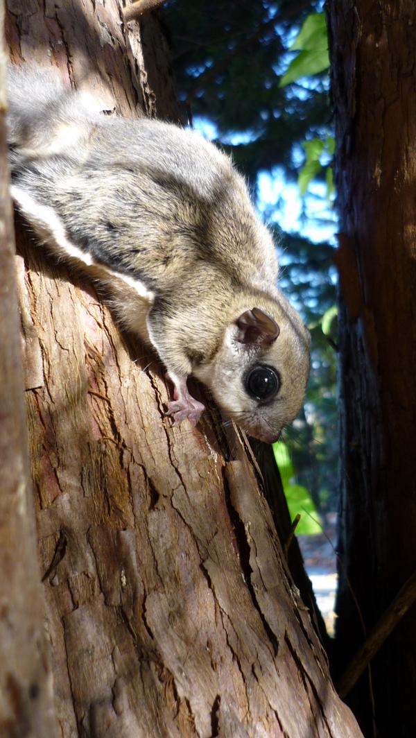 Flying Squirrel