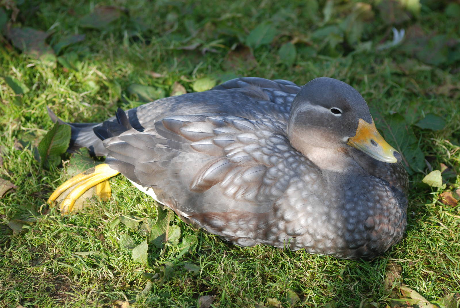 Flying Steamer Duck at Blackbrook, 28/10/11