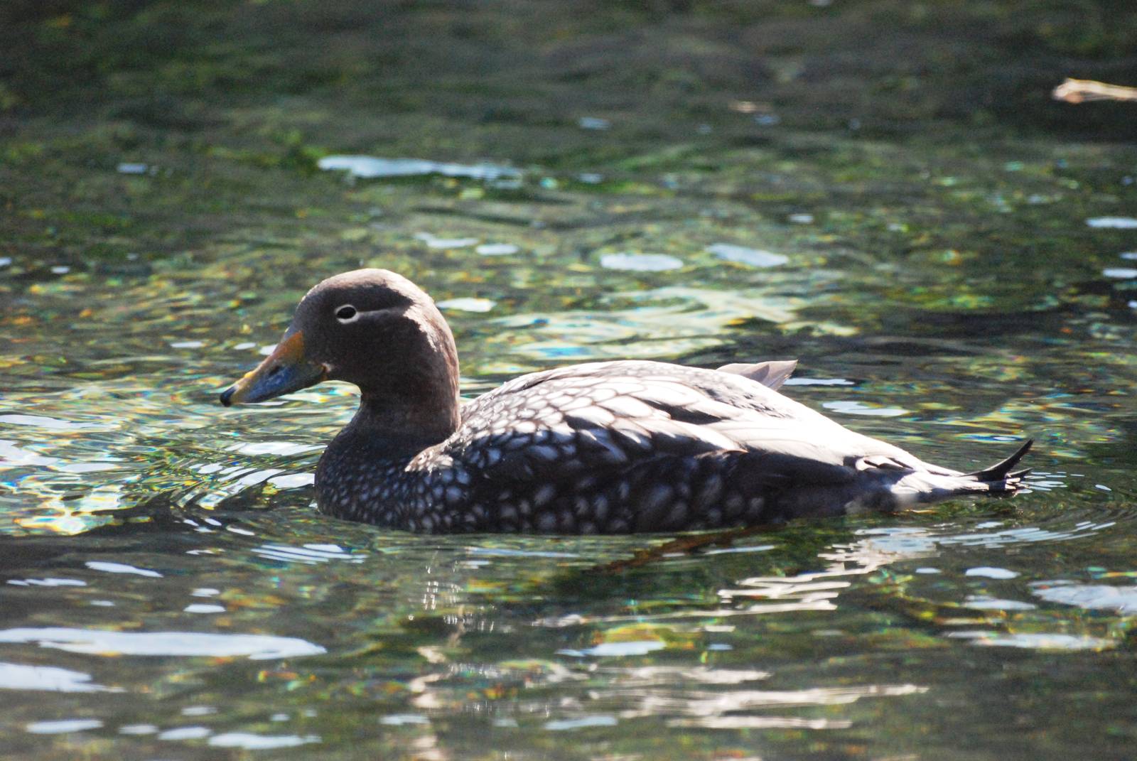 Flying Steamer Duck at Bremerhaven, 24/03/13
