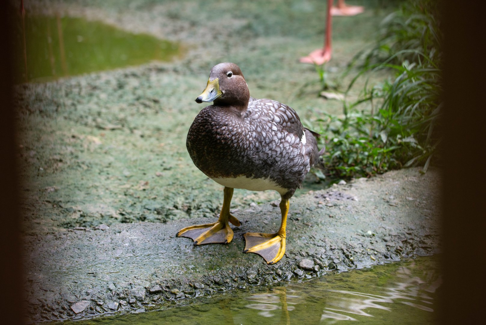 Flying Steamer Duck- (Tachyeres patachonicus)