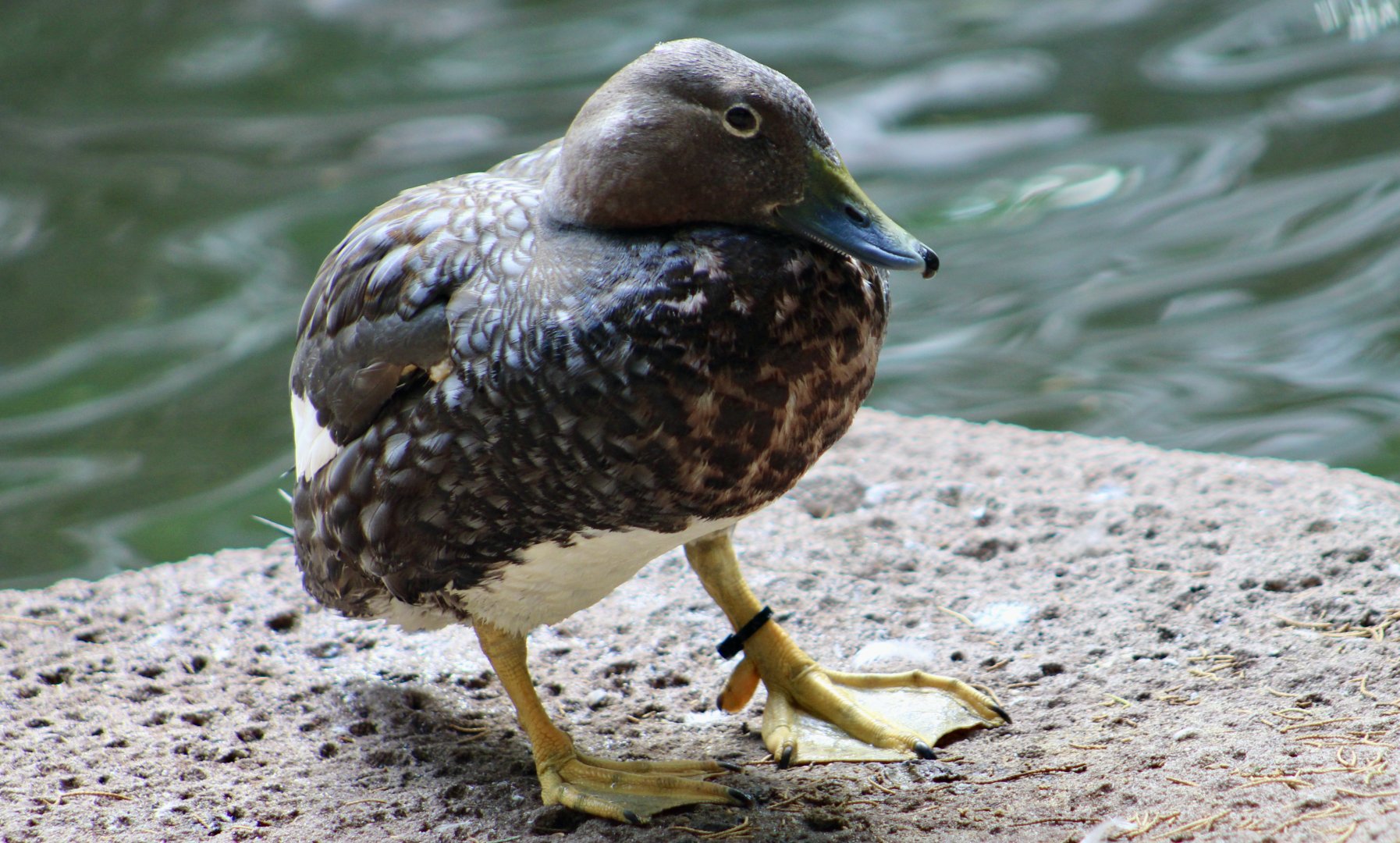Flying Steamer Duck (Tachyeres patachonicus)