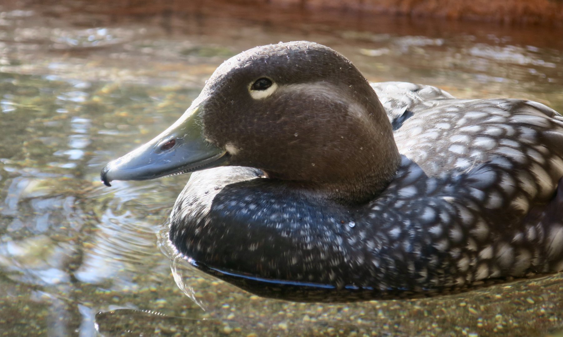 Flying Steamer Duck (Tachyeres patachonicus)