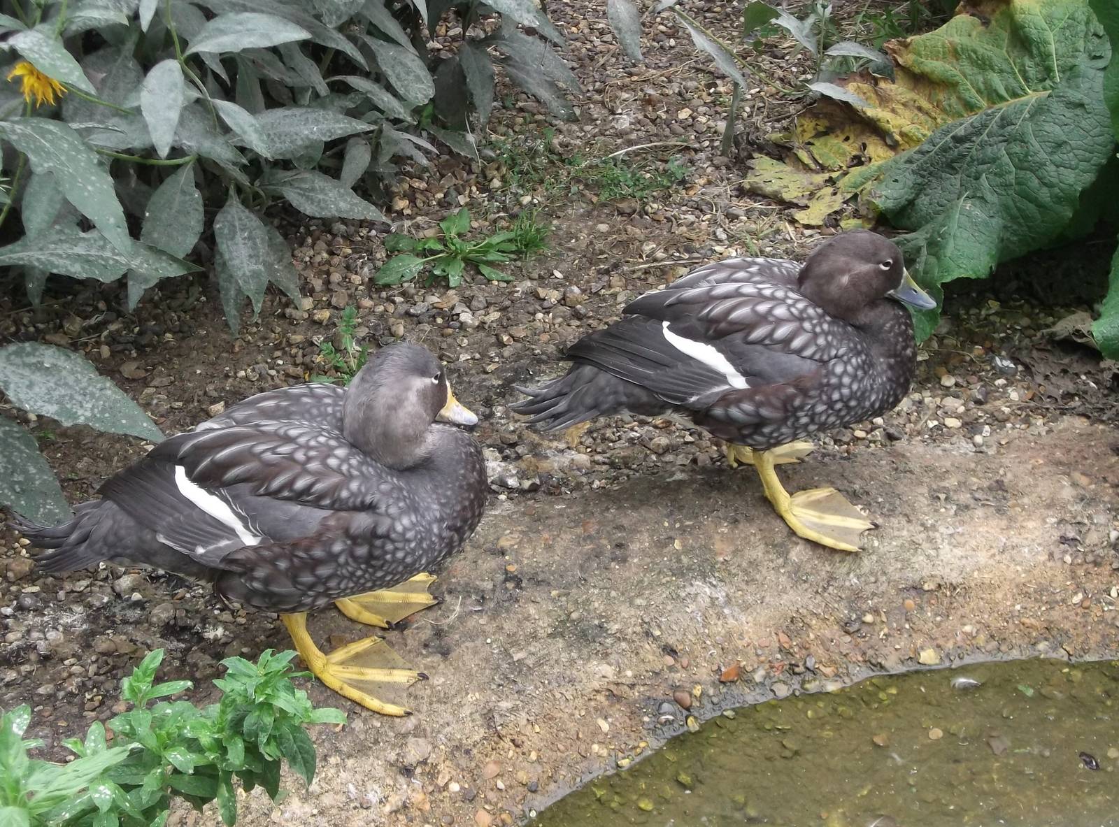 Flying Steamer Ducks