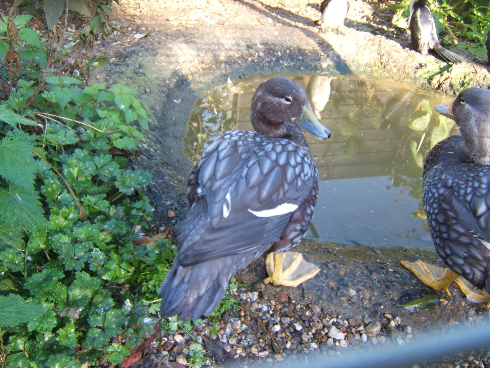 Flying Steamer Ducks