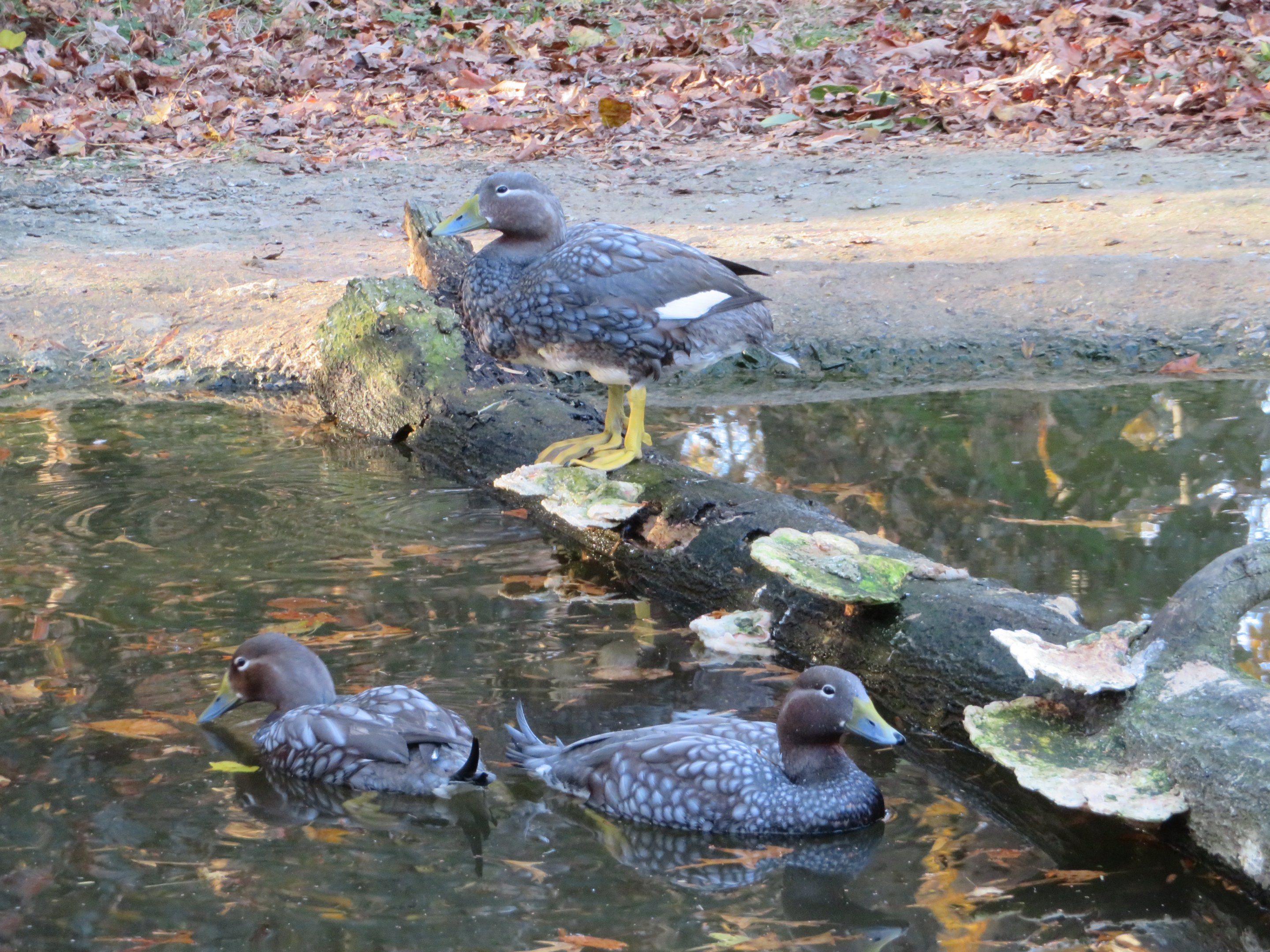 Flying Steamer Ducks