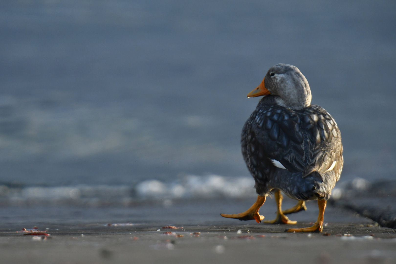 Flying Steamerduck Tachyeres patachonicus