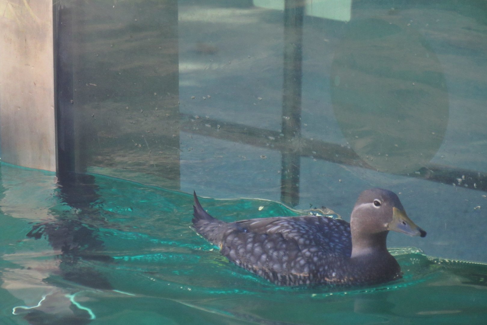 Flying streamer duck