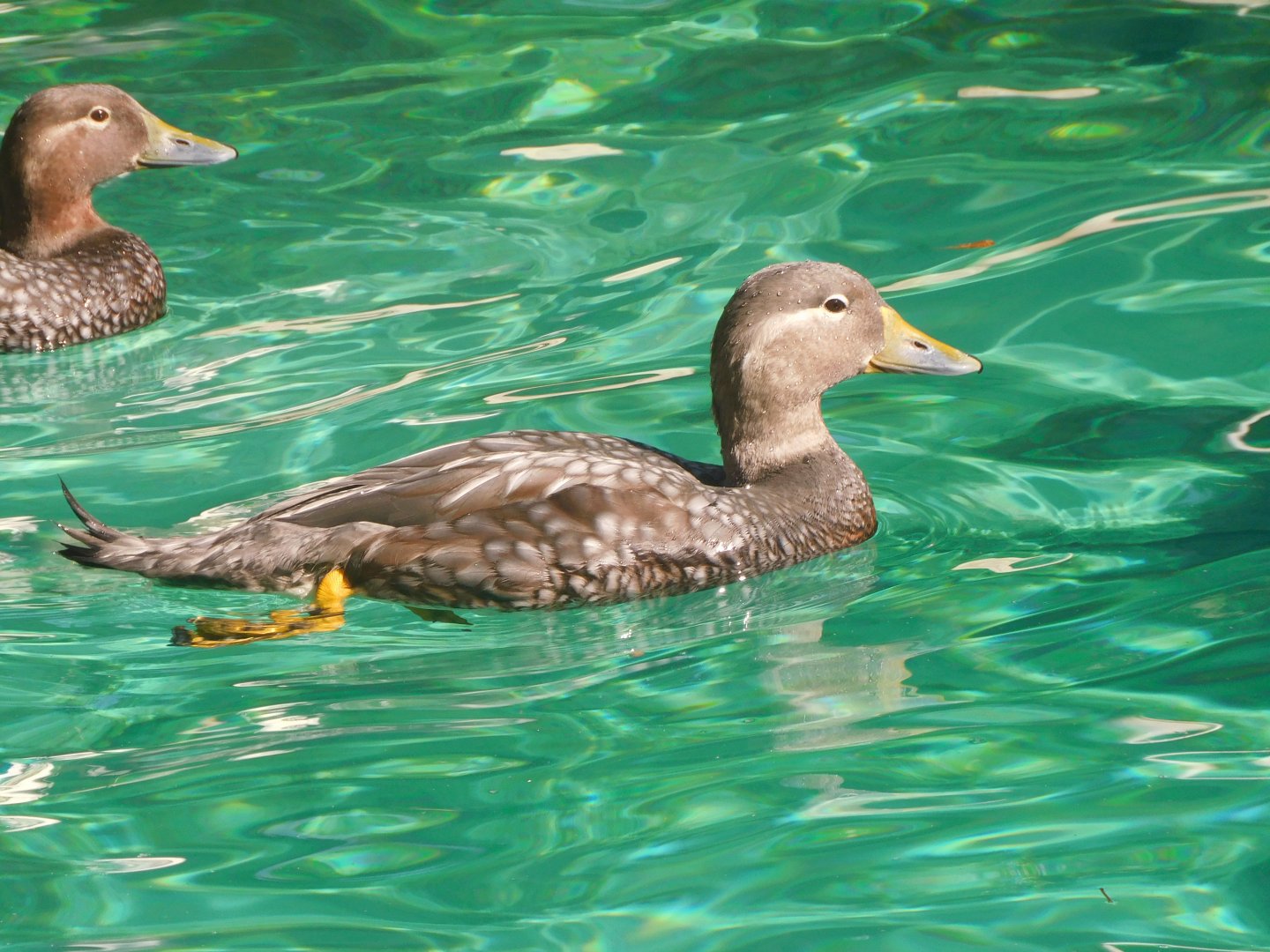 Flying streamer duck