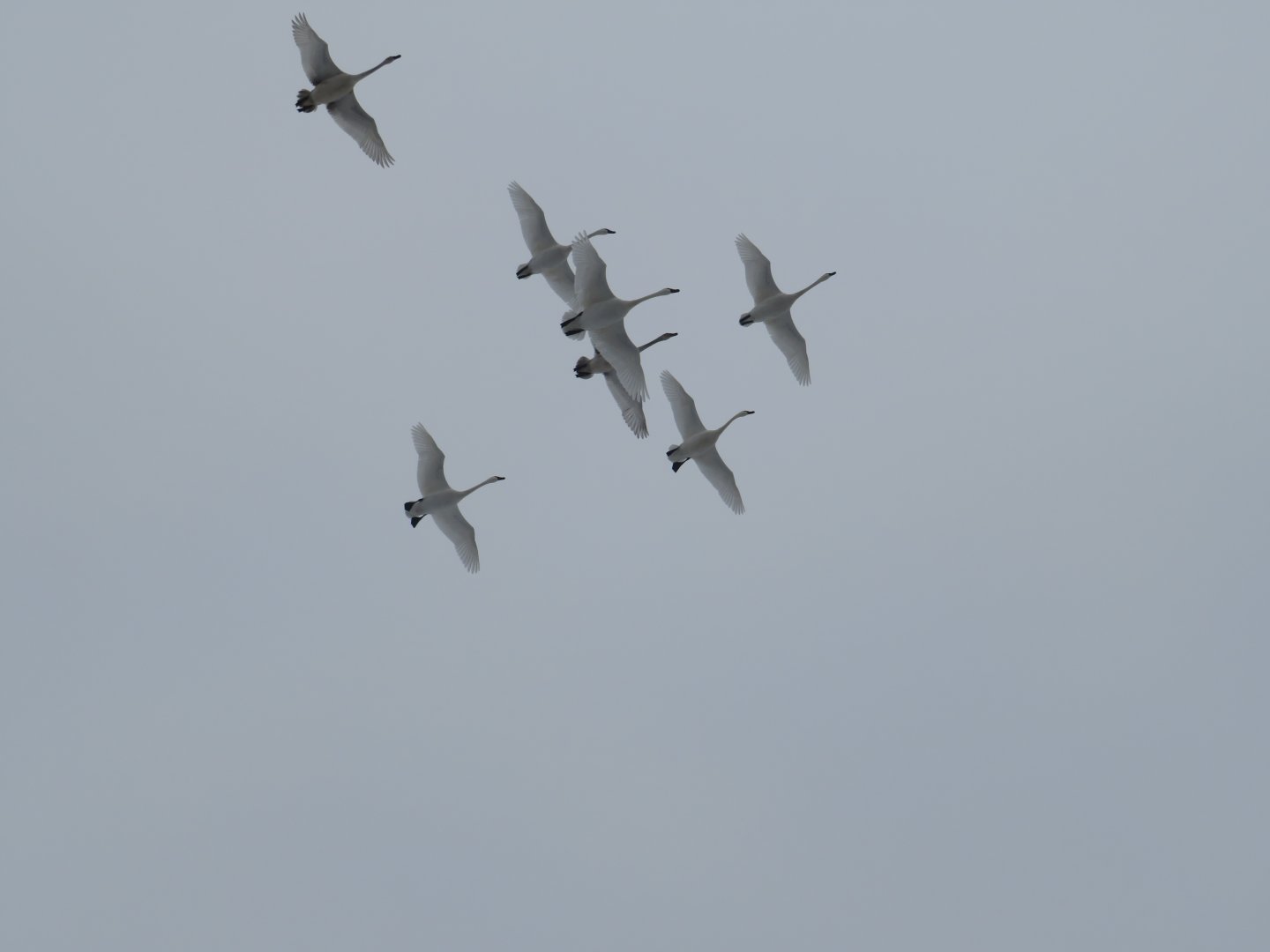Flying Trumpeter Swans