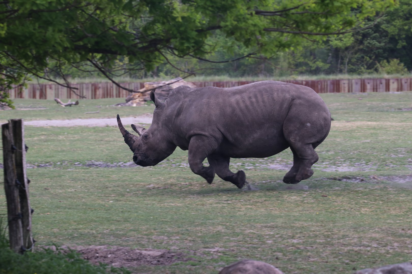 Flying white rhino