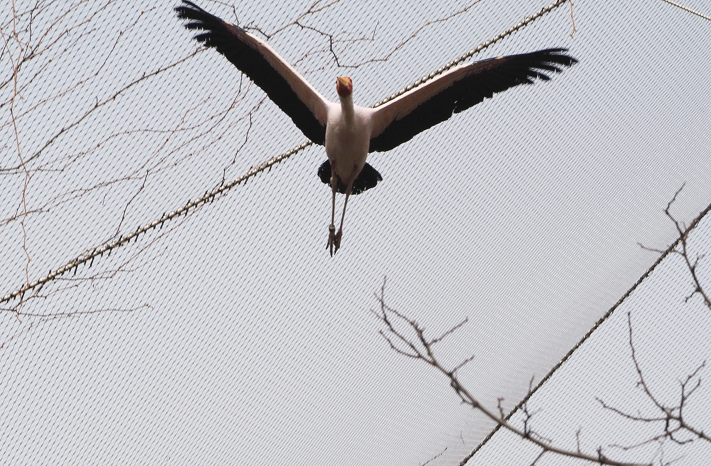 Flying Yellow-billed stork (Mycteria ibis), 2022-03-16