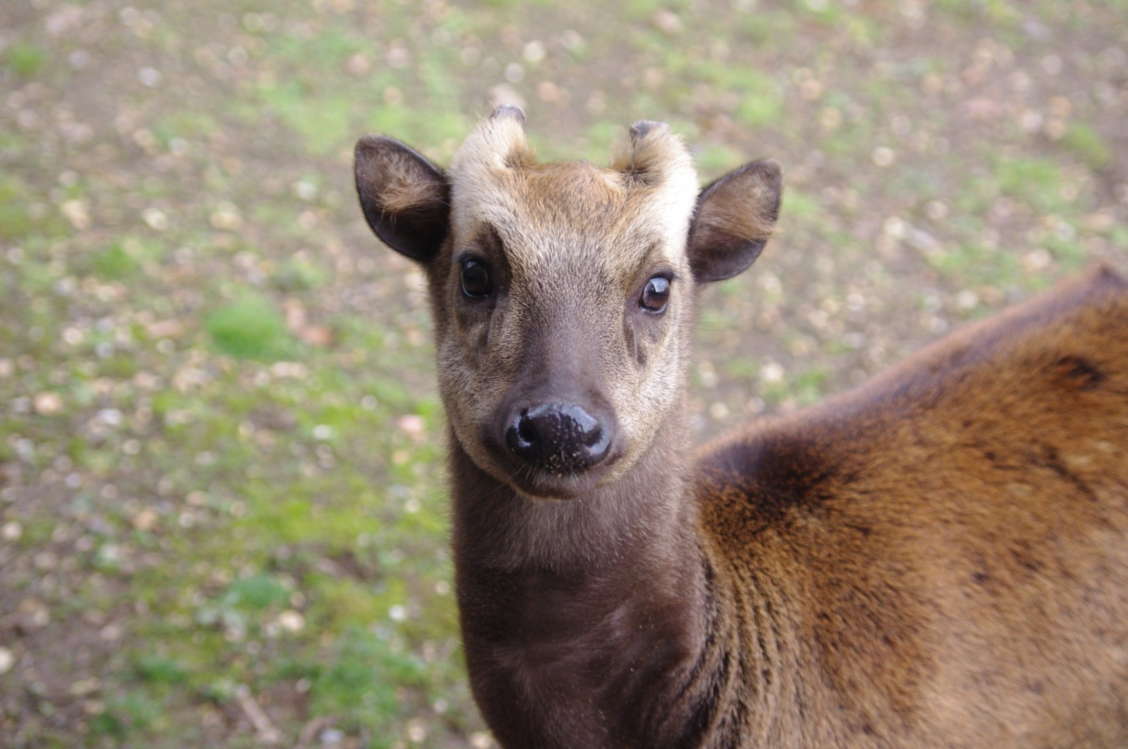 Flynn- Philippine spotted deer- 17/2/2025