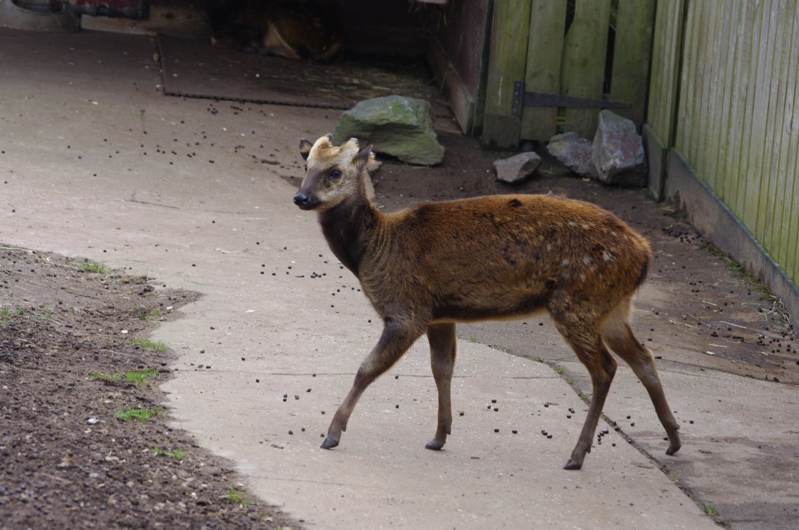 Flynn- Philippine spotted deer- 17/2/2025