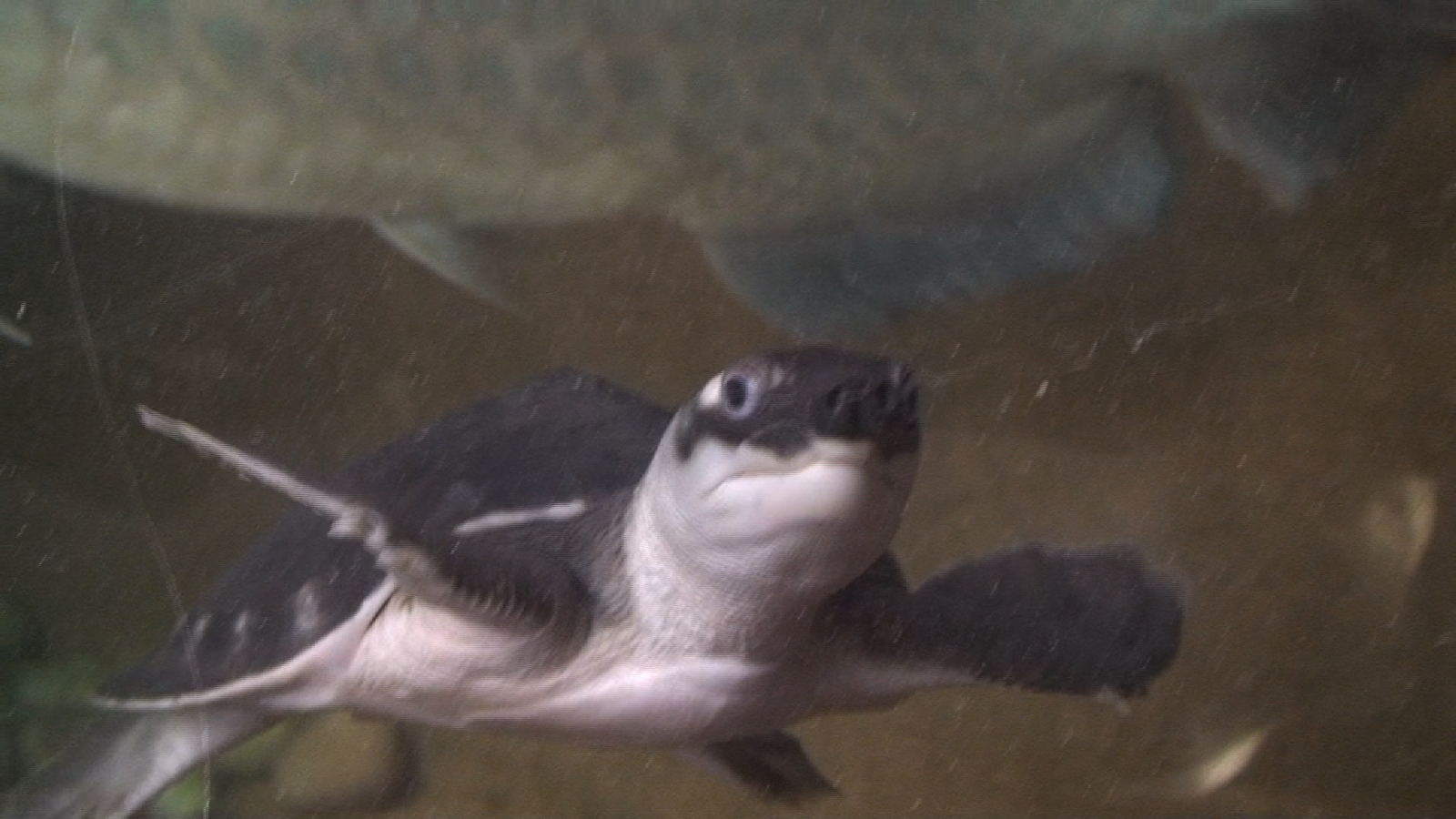 Fly's river turtle