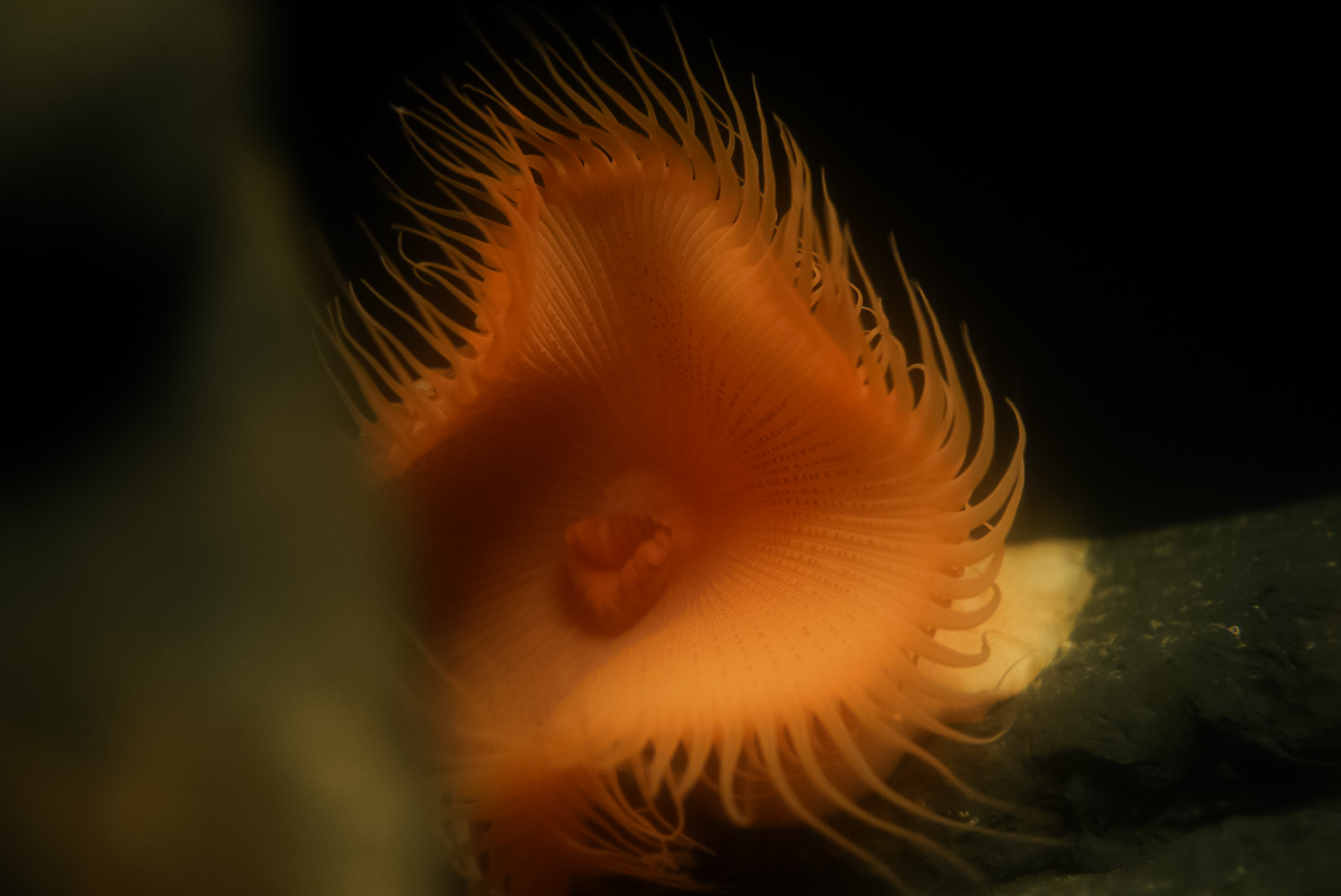 Flytrap Anemone (hunting mode)