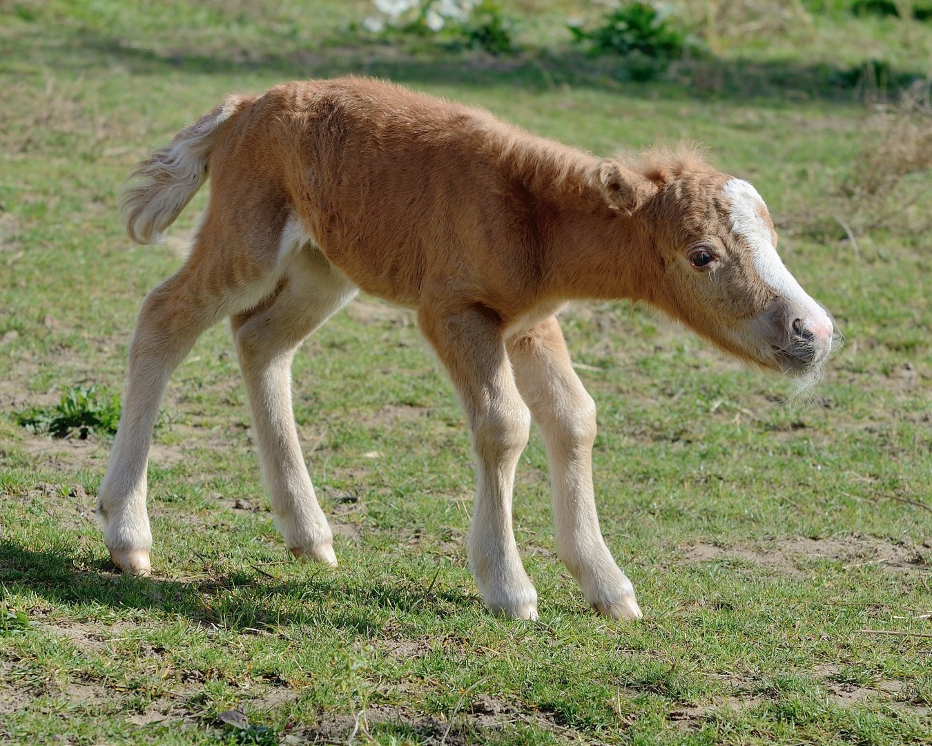 Foal - American Miniature Horse - Wingham Wildlife 29/09/2018