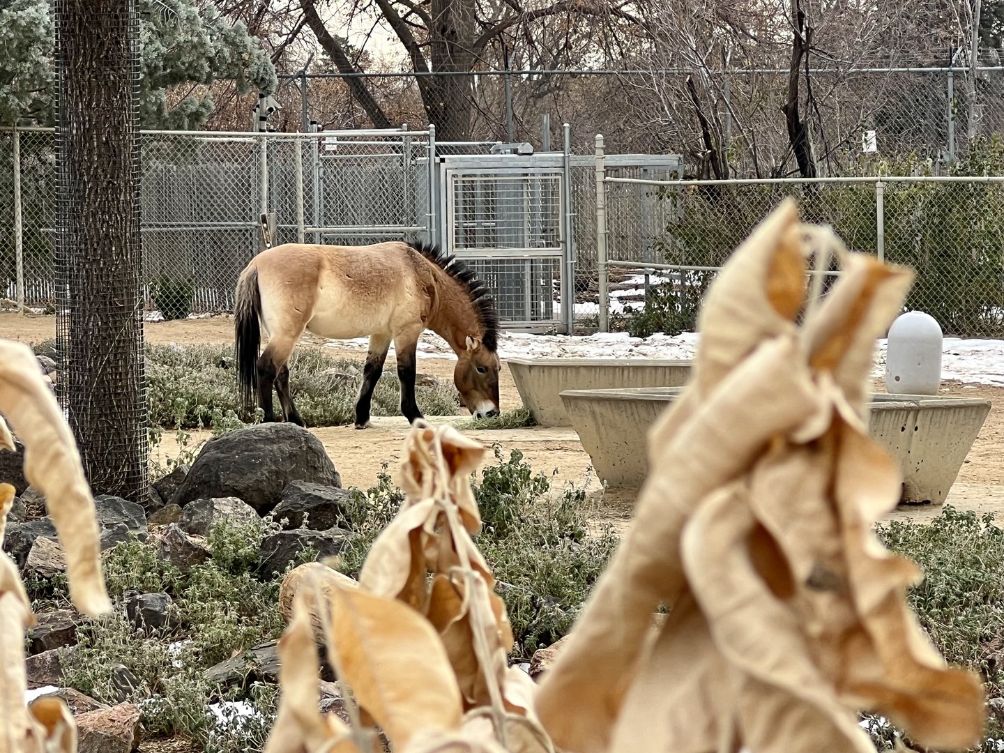 Focus Background - Pzewalski’s Horse