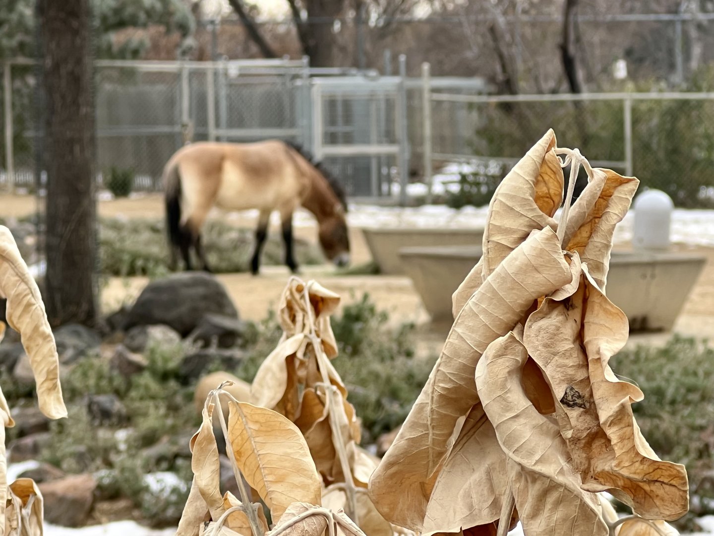 Focus Foreground - Frosted Leaves