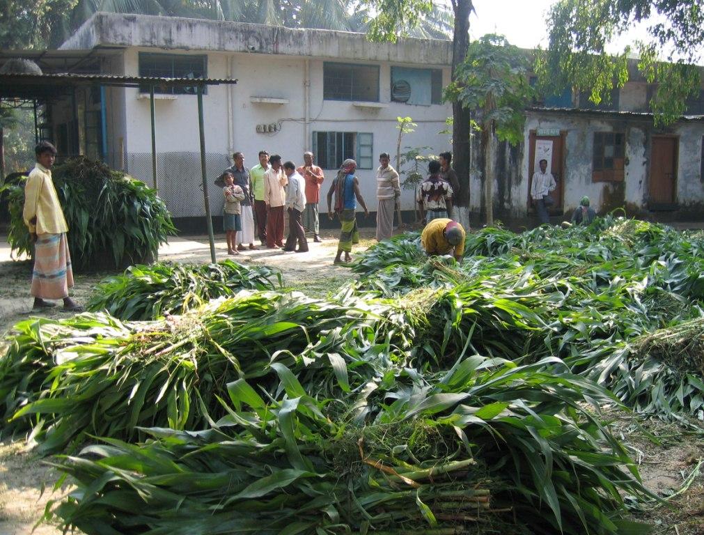 Fodder for the herbivores